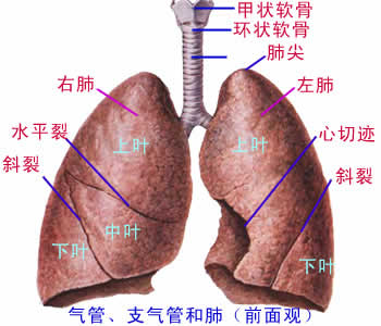 呼吸系统图解